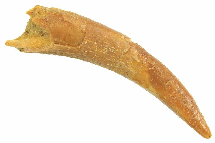 Fossil Pterosaur (Siroccopteryx) Tooth - Morocco #298580